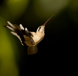 hummer